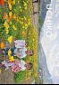 広報うちこ2017年５月号