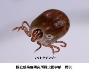 フチトゲマダニ
