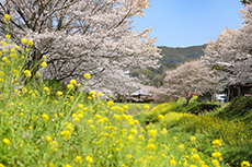 柿原の桜