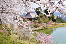 尾首の桜
