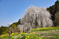 相野の桜