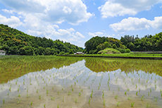 満穂地区の田んぼ
