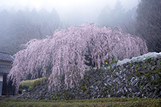 野村のしだれ桜