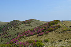 笠取山のツツジ