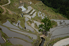 泉谷の棚田