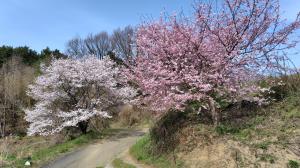集落内の桜