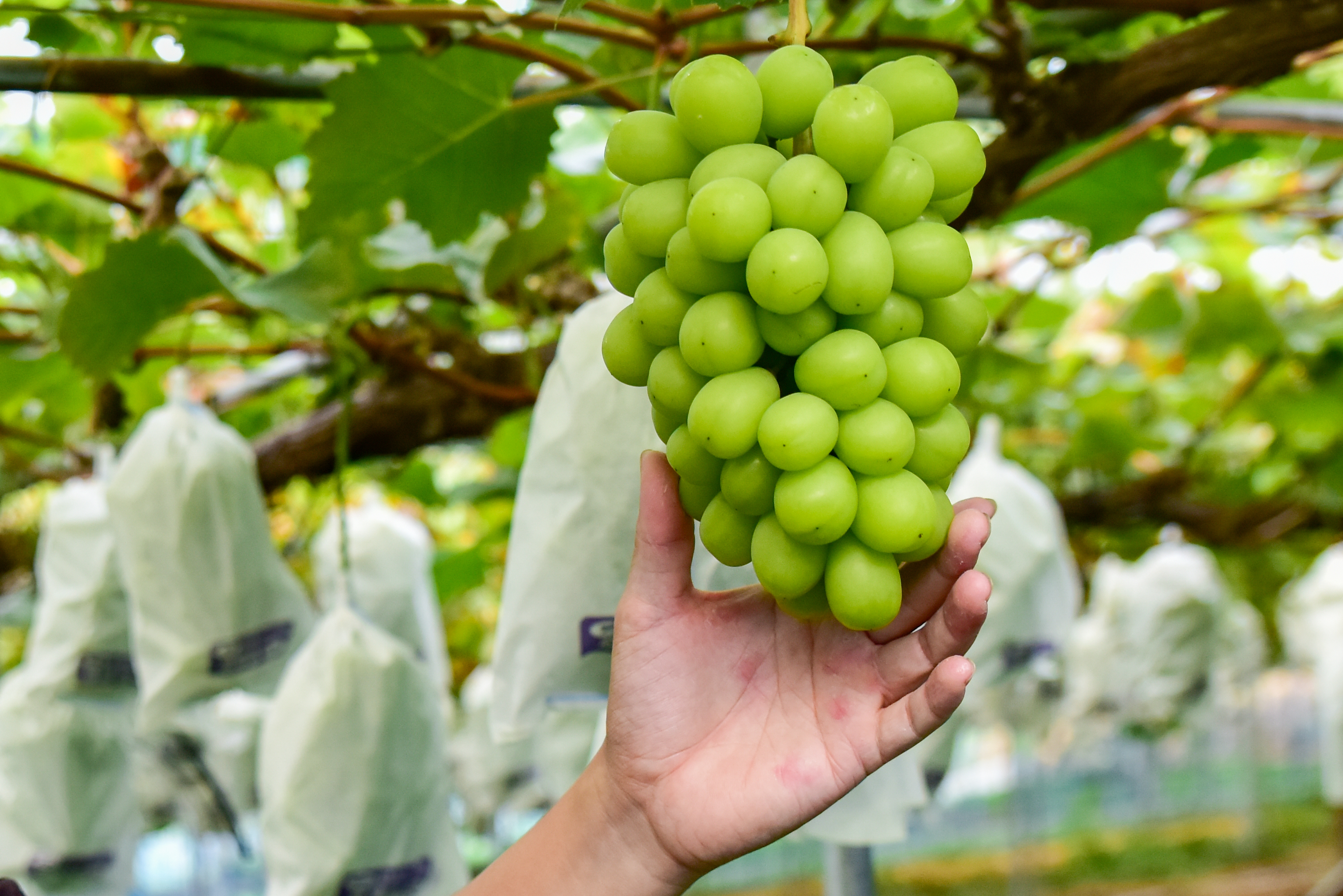 内子町就農情報総合サイト「AGRICOME（アグリカム）」のタイトル画像